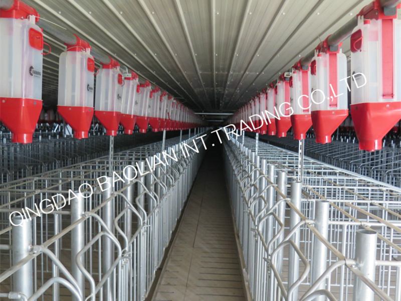 Gestation  stall