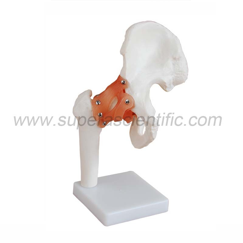 SA-110 Life-Size Hip Joint
