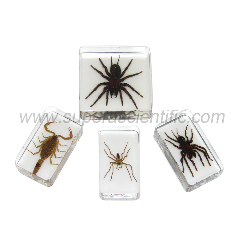 902 Molded Acrylic Specimens, Scorpion & Spiders, 4pcs/set