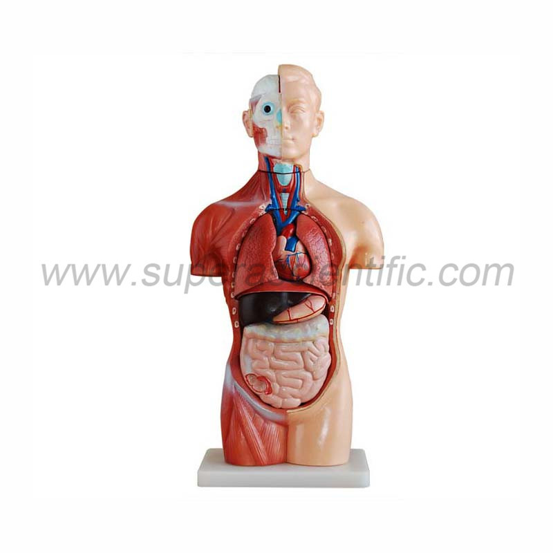 SA-207 42cm Sexless Torso 18 Parts