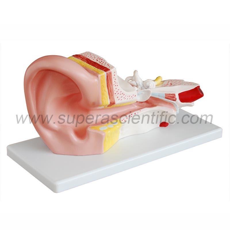 SA-303B Middle Ear Model