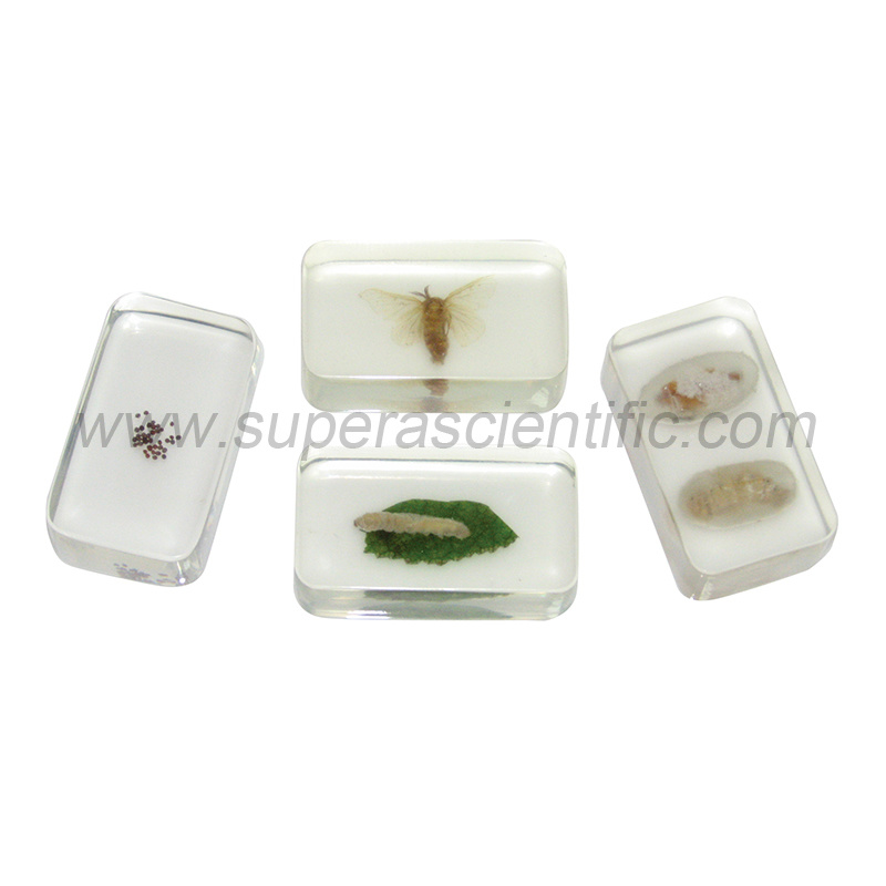 901 Molded Acrylic Specimens, Life Cycle , 4pcs/set
