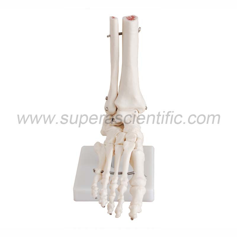 SA-113 Life-Size Foot Joint