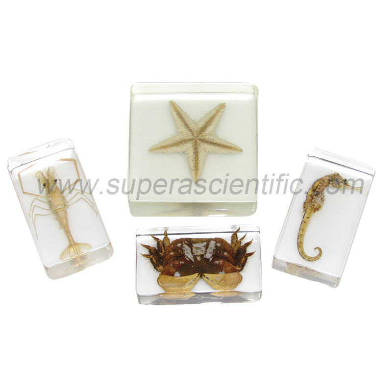 904 Molded Acrylic Specimens, Sea Life, 4pcs/set