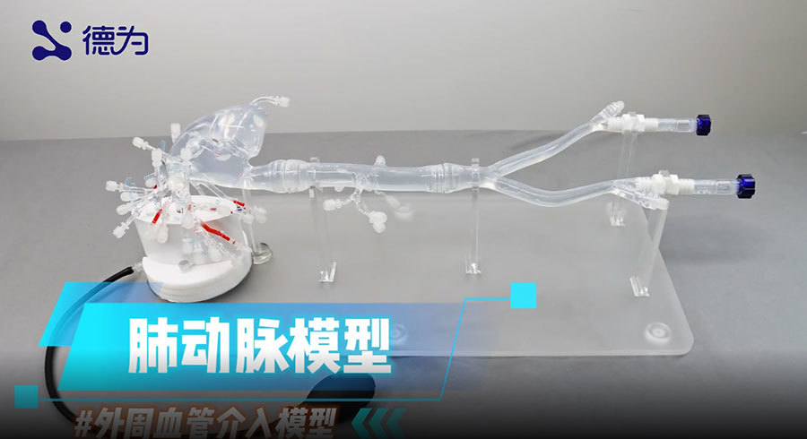 肺动脉模型
