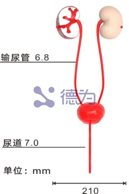 泌尿镜模型产品尺寸图 泌尿镜模型产品尺寸图