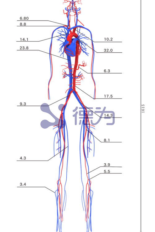 全身动静脉模型 全身动静脉模型