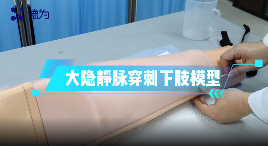大隐静脉穿刺下肢模型