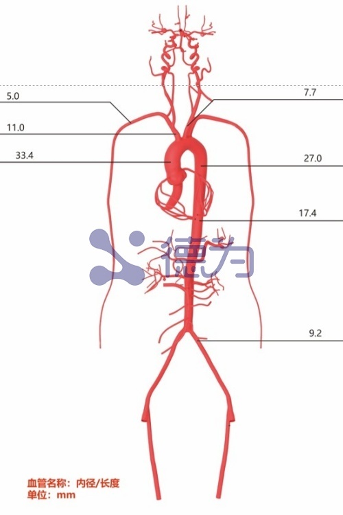 心脑外周血管模型 研发款 心脑外周血管模型 研发款