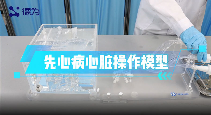 先心病心脏操作模型