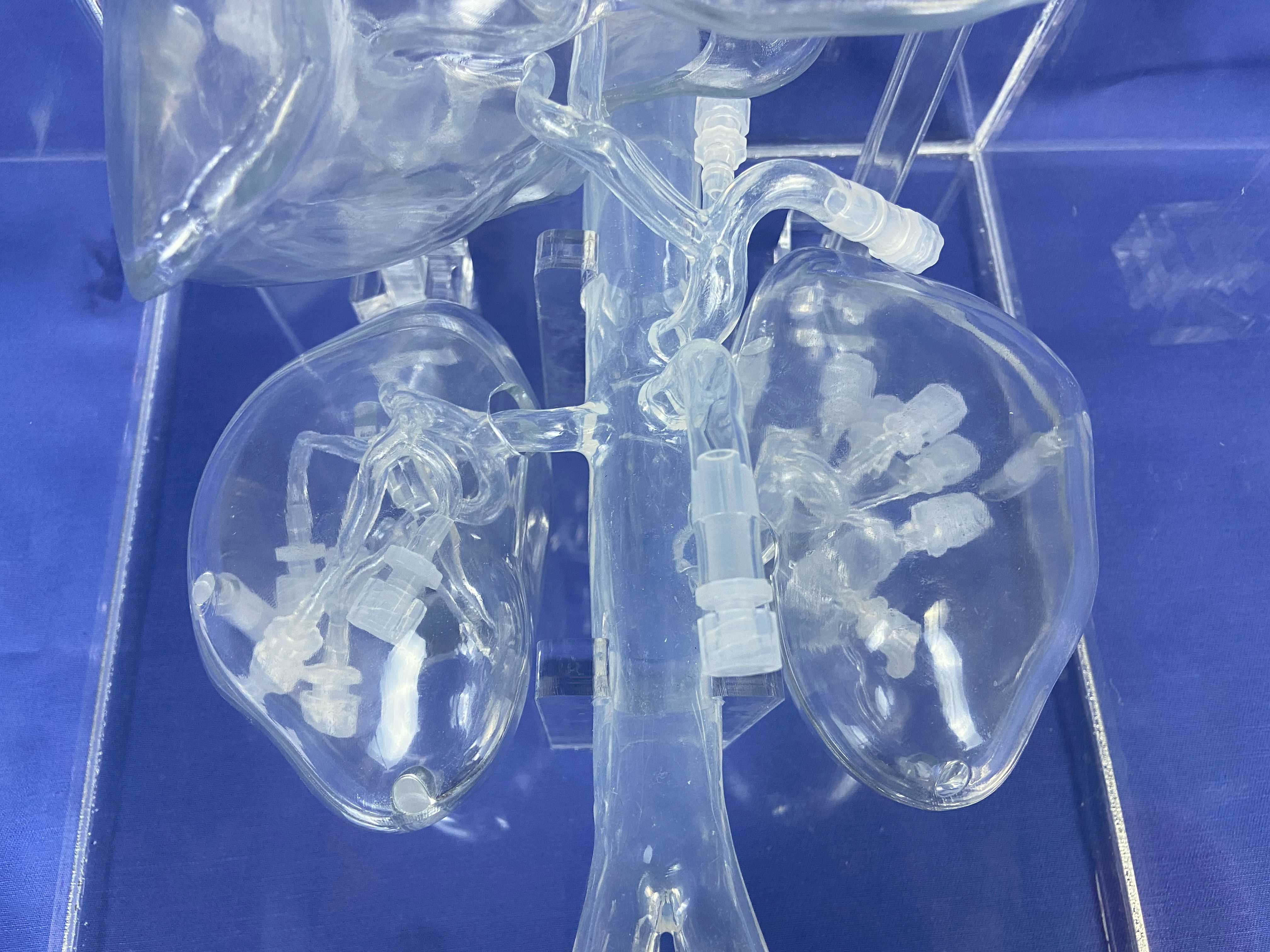 【产品合集】03仿真模型-肝肾动脉介入血管模型丨脉路仿真，介入精准