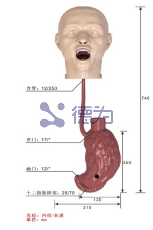 上消化道模型 上消化道模型