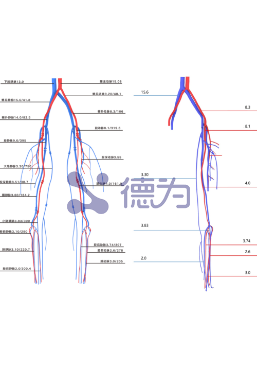 下肢动静脉模型 下肢动静脉模型