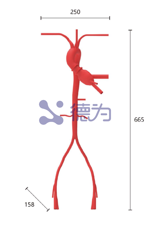 TAVR模型 TAVR模型