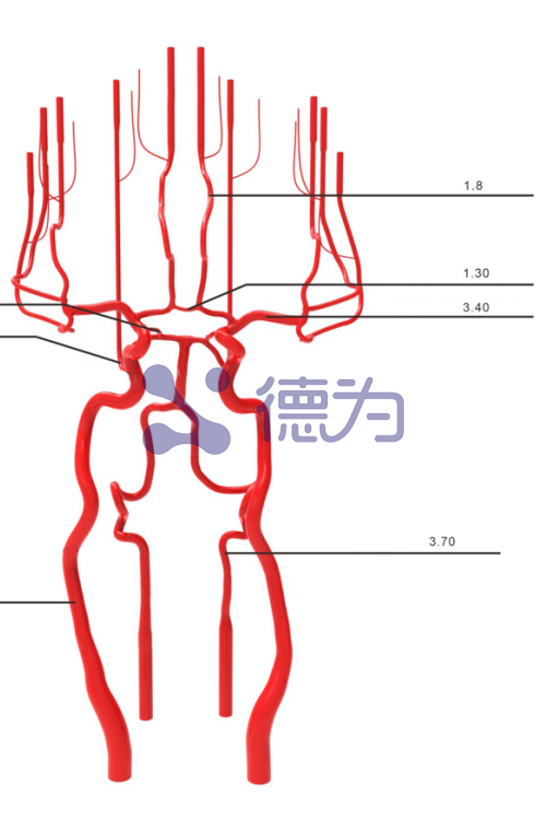 神经血管局部模型 脑实质款 神经血管局部模型 脑实质款