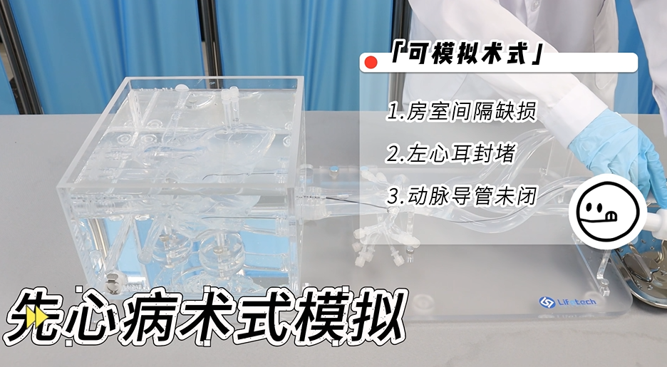 先心病模型