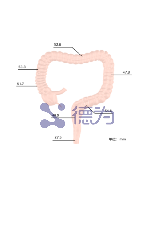 下消化道模型 下消化道模型