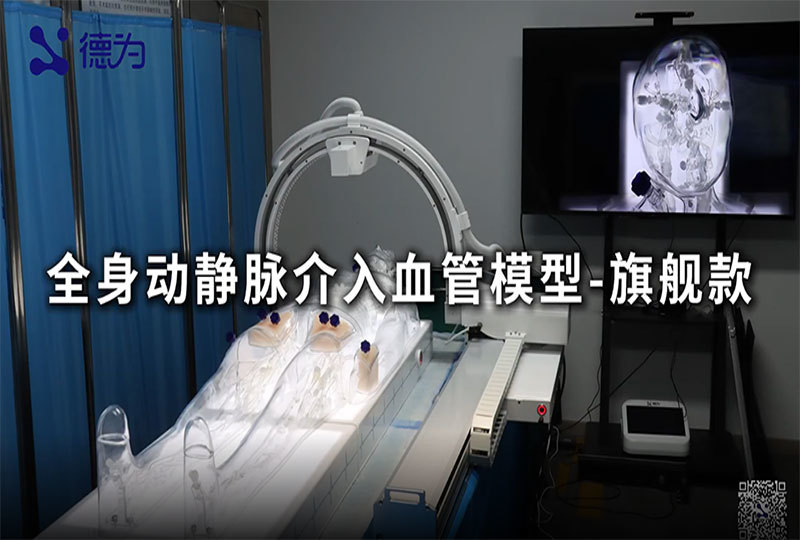 全身动静脉介入血管模型旗舰款—透明弹性硅胶支持定制