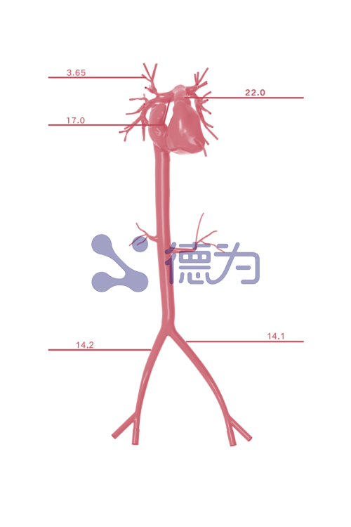 肺静脉模型 肺静脉模型