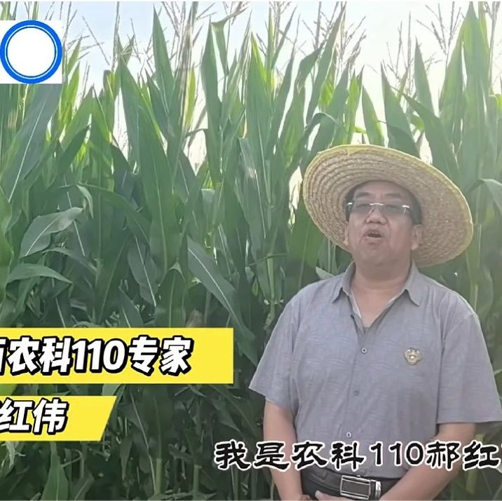 玉米病害高發(fā)，專(zhuān)家詳解防治要點(diǎn)