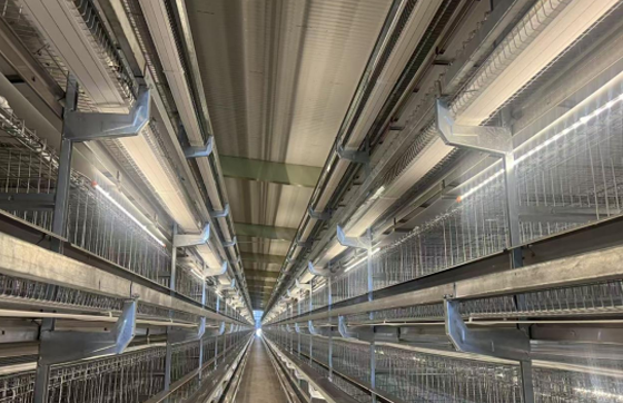 Guangzhou Great Engine helps to create a new intelligent egg-laying duck farming model!