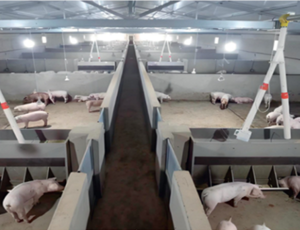 Automated Pig Farming Equipment