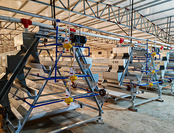 A-type hen chicken cage system