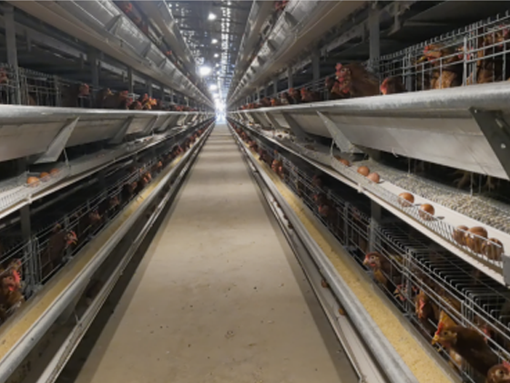 Located in Shanggao Taoge Egg Chicken Breeding Co., Ltd.