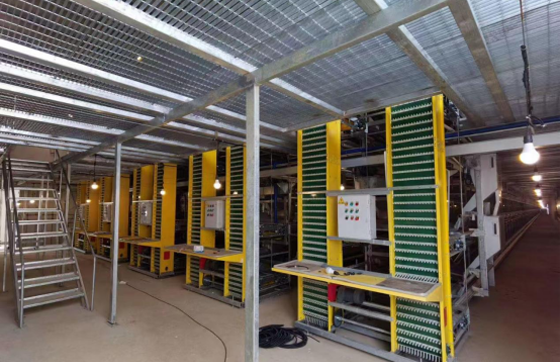 Guangzhou Great Engine helps to create a new field of egg chicken breeding!