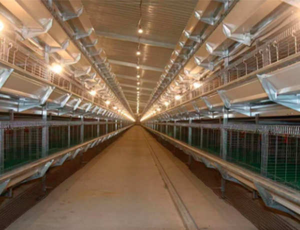 H-type brood and meat chicken cage system