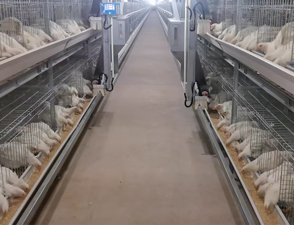 Hot dip galvanized breeding chicken precise feeding cage system