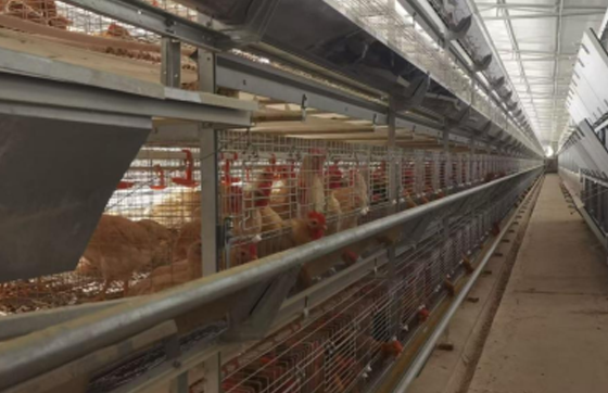 When Machines Start Raising Chickens: The Intelligent Revolution of the Egg Industry, How Long Can Your Chicken Coop "Live