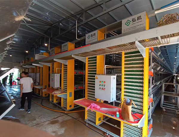 Egg collection / central egg delivery system