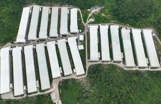 "2025 Digital Expo" 3-minute feeding, 30,000 chickens per person —— Great Engine Smart System Reshapes the Breeding Paradigm