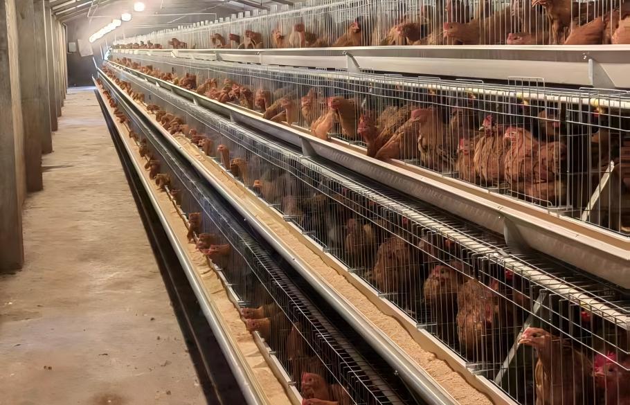 A-Type Layer Cage