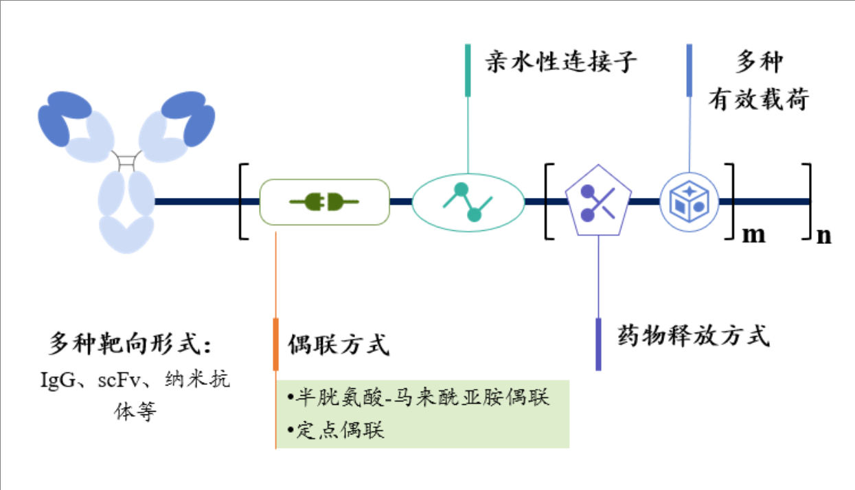 双载荷ADC：开启肿瘤治疗的新篇章