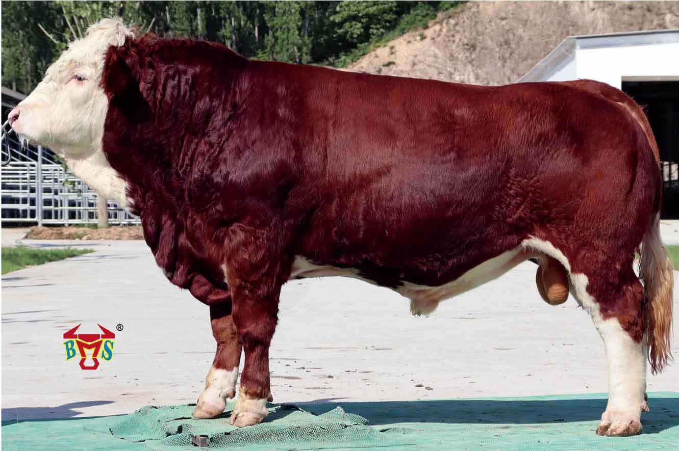 41421125