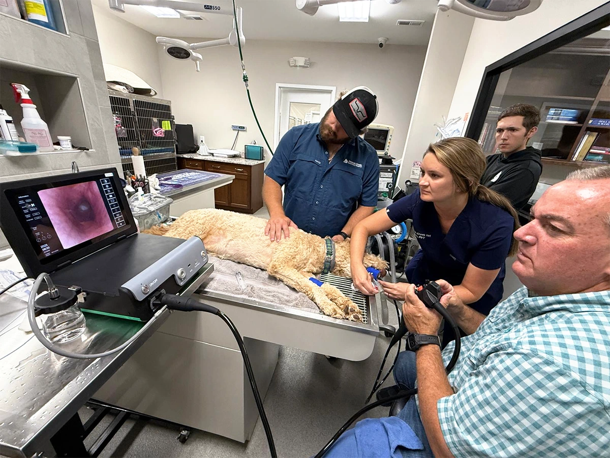 Veterinary Endoscopy
