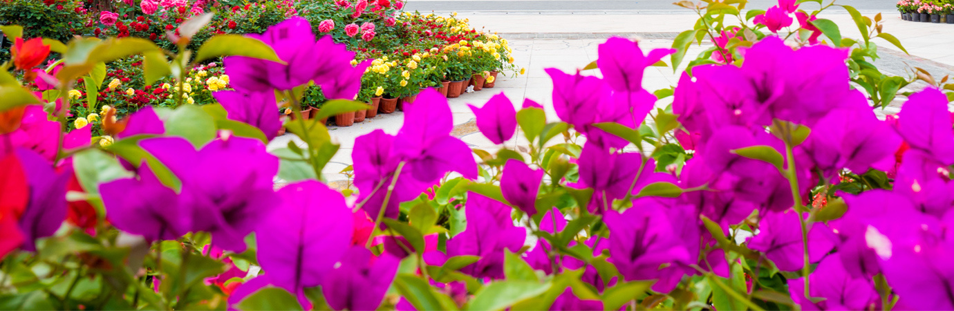 花海景区