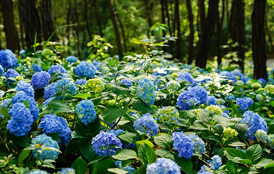绣球花