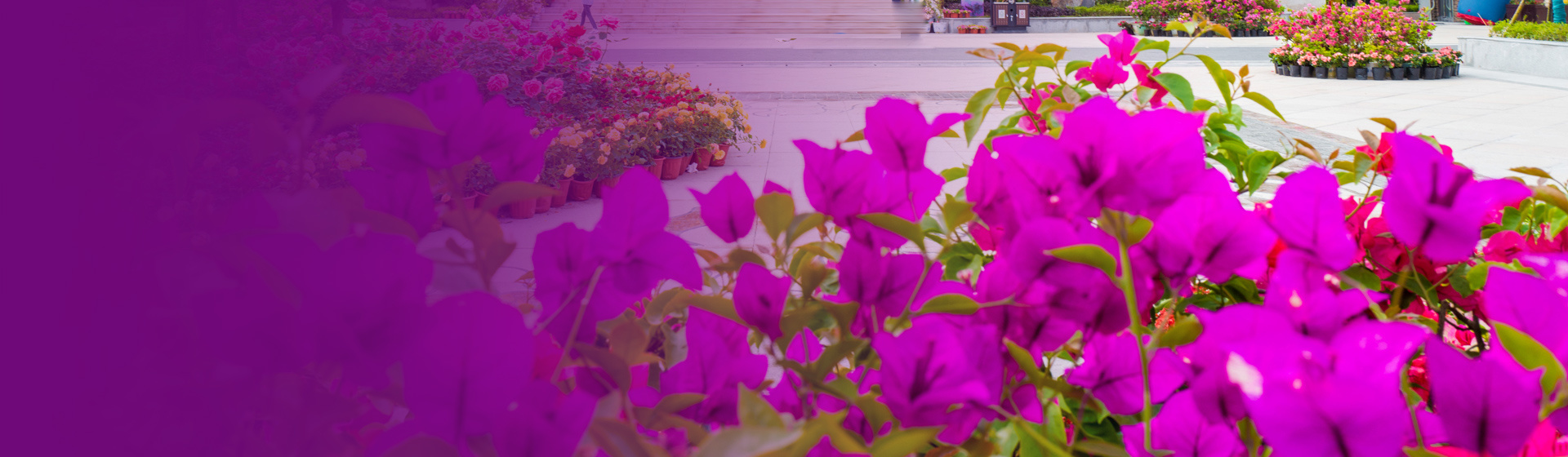 花海景区