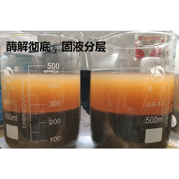高效海带水解酶