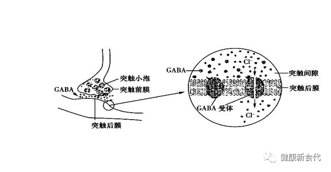 深度解读-GABA γ-氨基丁酸