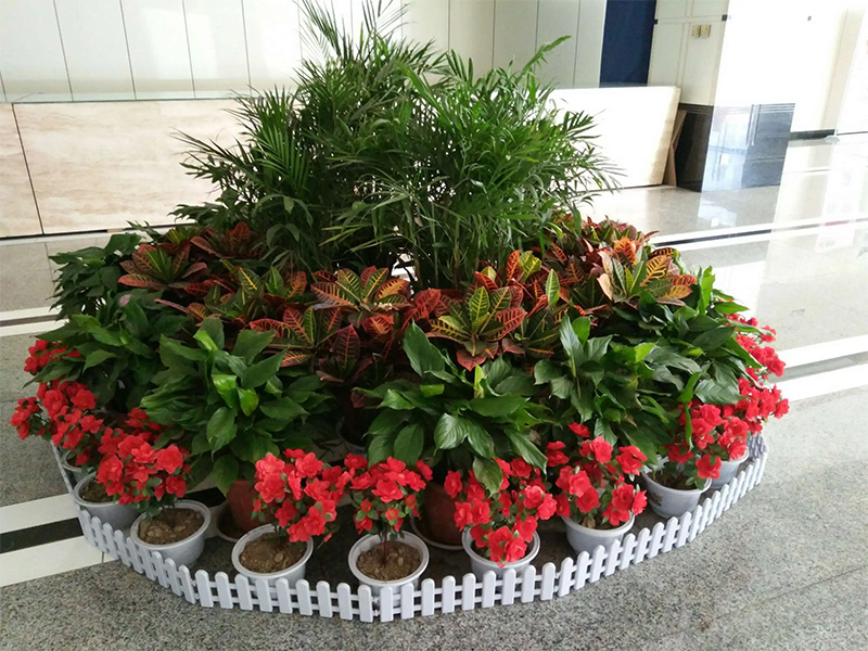 植物租賃