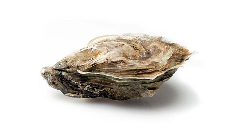Pacific oyster Pacific oyster