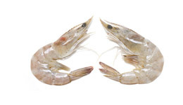 Whiteleg Shrimp Whiteleg Shrimp