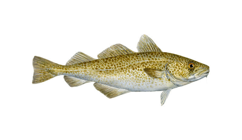 Atlantic Cod Atlantic Cod