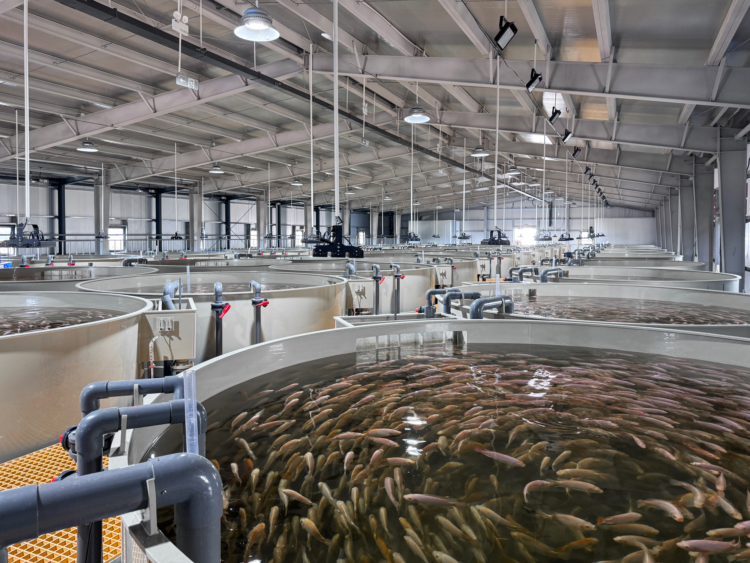 Zaozhuang fry system upgrading project