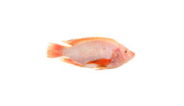 Red Tilapia Red Tilapia