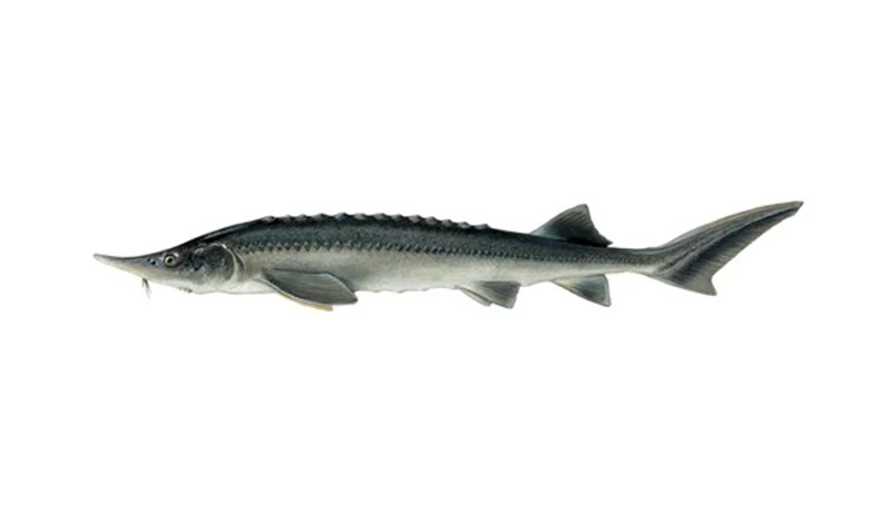 Sturgeon Sturgeon